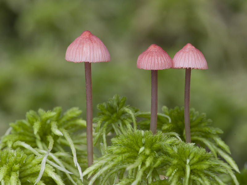 Mycena rosella